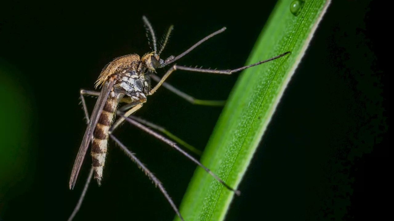 Mosquito-born illness under surveillance in Canada after parks shut down in U.S.