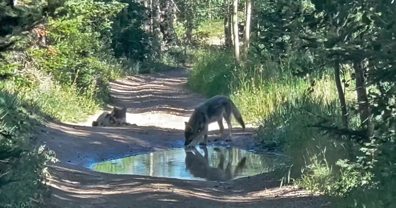 Colorado wolf pack will be captured, relocated after multiple depredations, CPW says