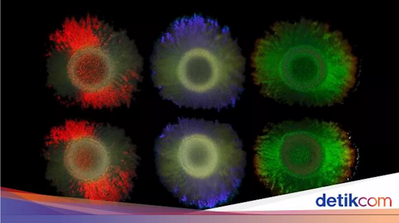 Banyak Hewan Memiliki Kulit Warna-warni, Ternyata Bakteri Bisa Memanfaatkannya