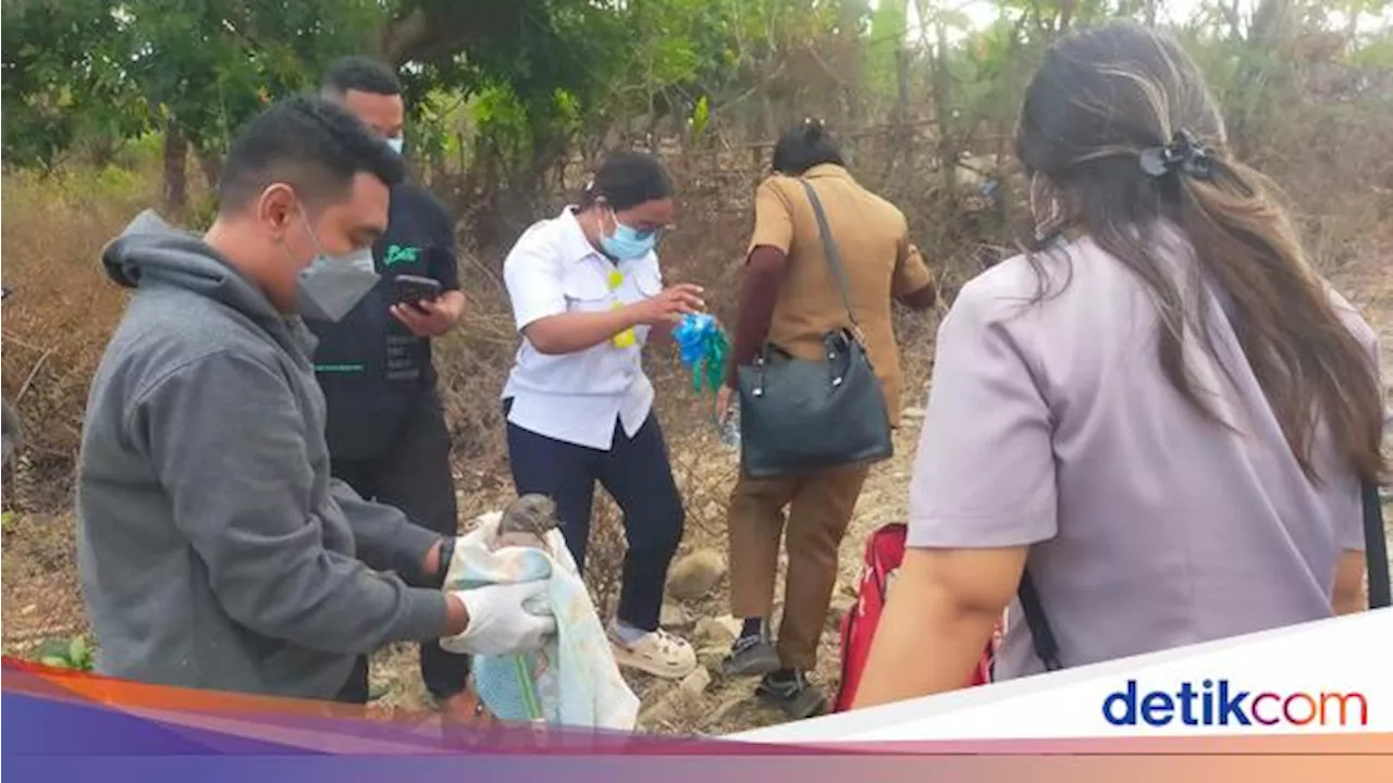 Jasad Bayi Dimakan Anjing Bikin Geger Warga Sabu Raijua