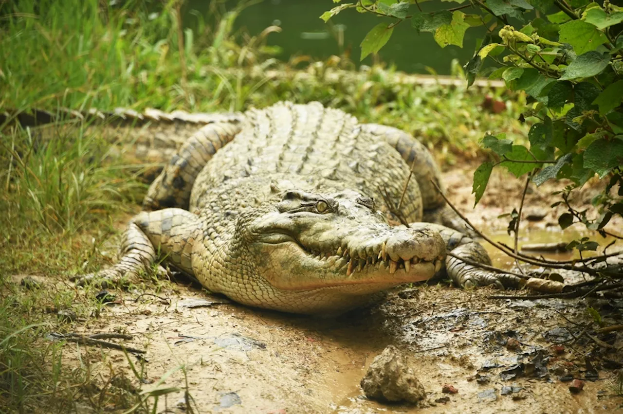 Living Fossils Revealed: The Hidden Evolution of These 4 Ancient Species