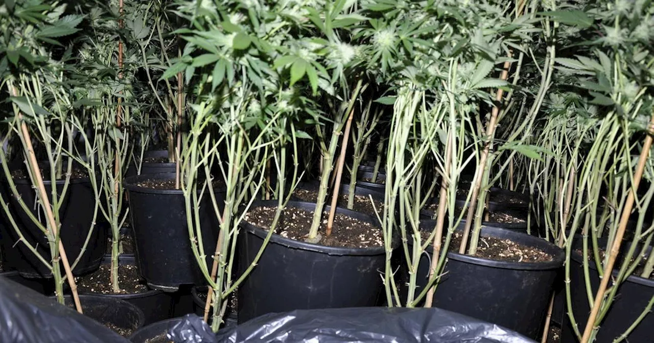 Police follow strong smell coming from house and find cannabis farm