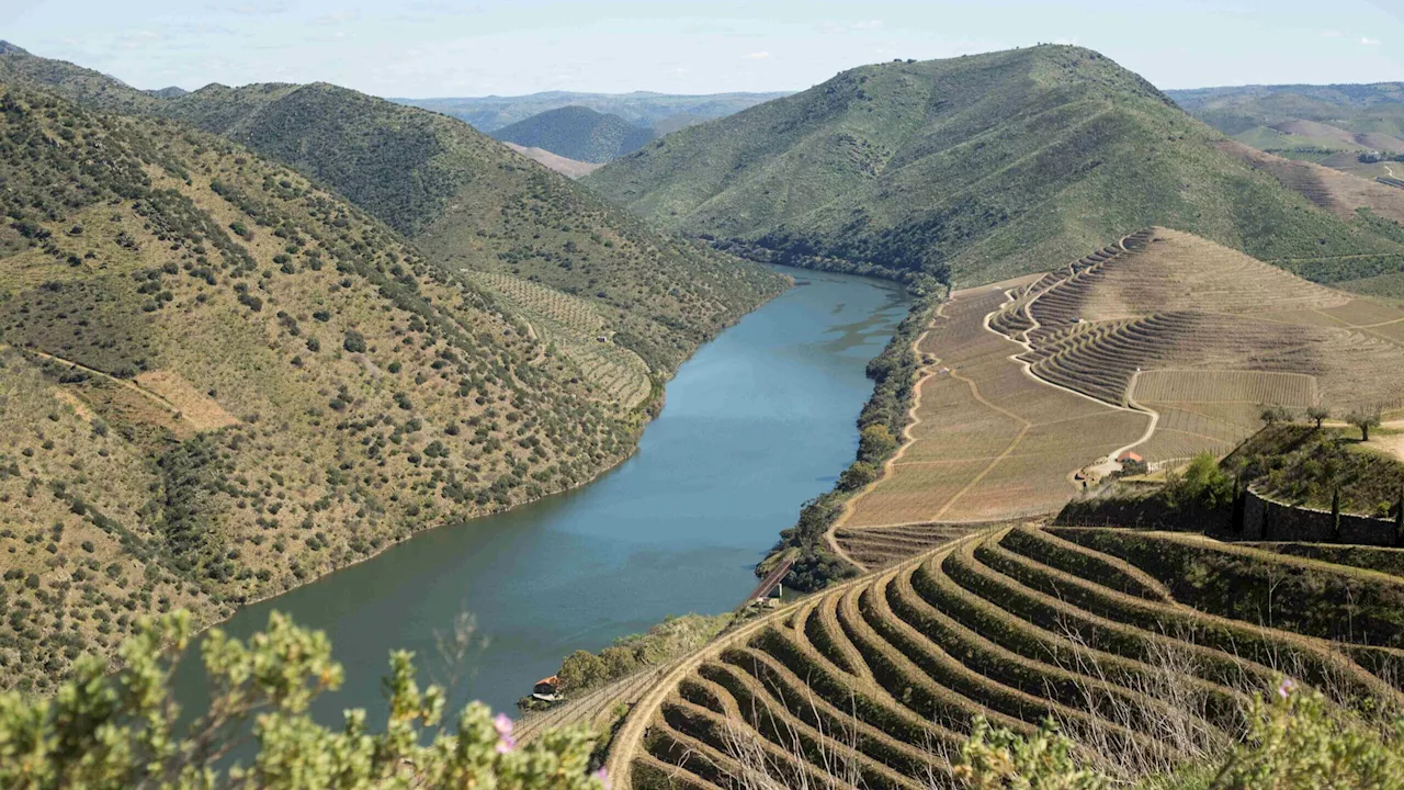 Douro pede destilação de excedentes para vinho do Porto