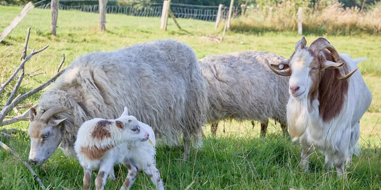 Schaf und Ziege sind Eltern: Schleswig-Holsteins erste „Schiege“ geboren