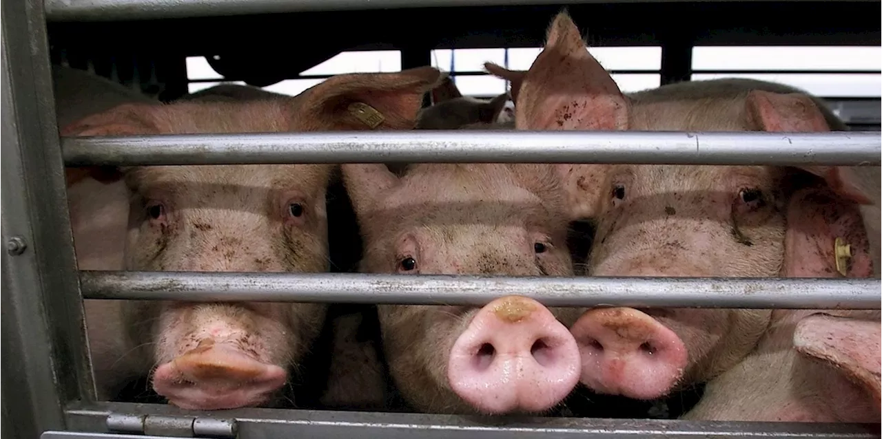 Tönnies-Sohn will mehr Schweine in Deutschland - und investiert in Fleischersatz