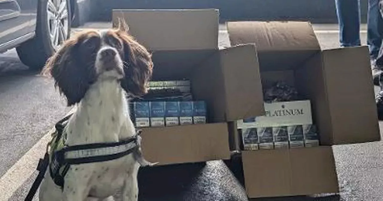 Savvy sniffer dogs uncover £8,000 worth of illegal cigarettes and tobacco