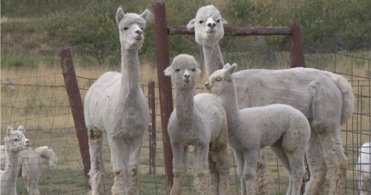 ‘A horror show’: Dog attack leaves three alpacas dead at Sask. farm