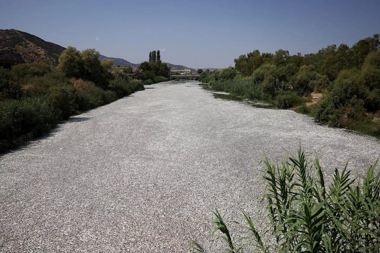 Dead fish blanket Greek tourist port after flooding