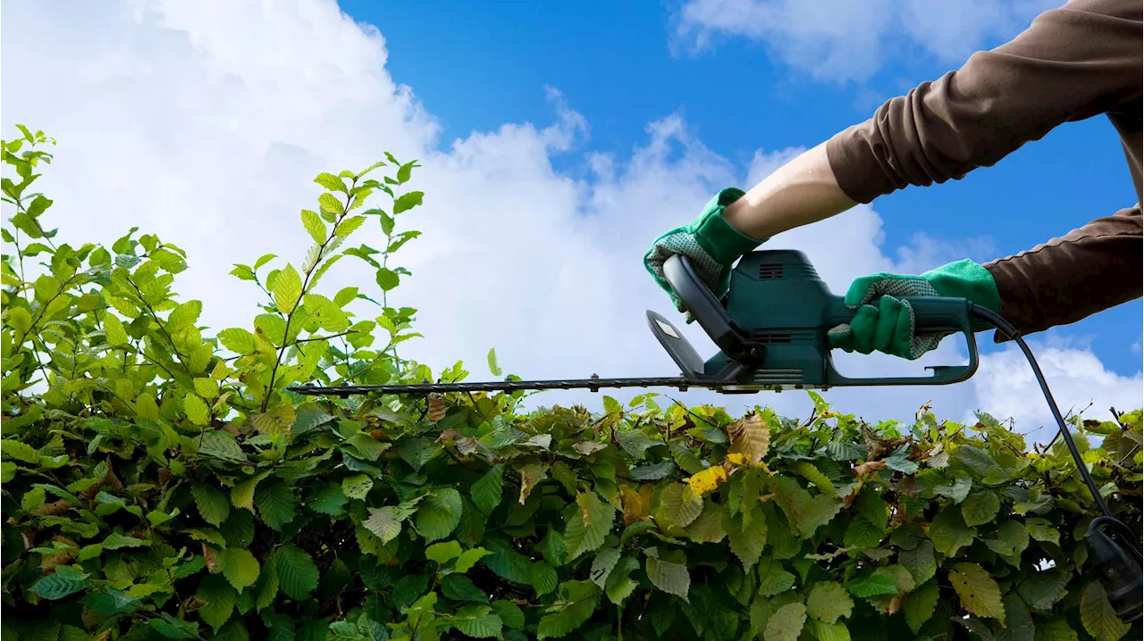 Hecke schneiden: Wann ist der beste Zeitpunkt?