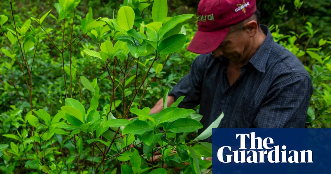 ‘There is nothing to replace coca’: Colombia’s struggling farmers tempted by illegal crops