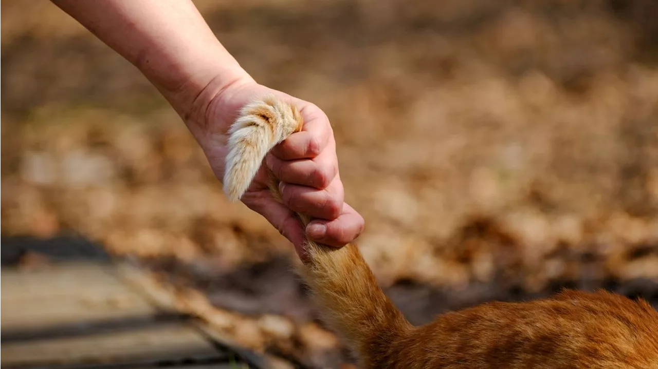  Vor Augen der Nachbarn: Frau tötet Katze und isst sie