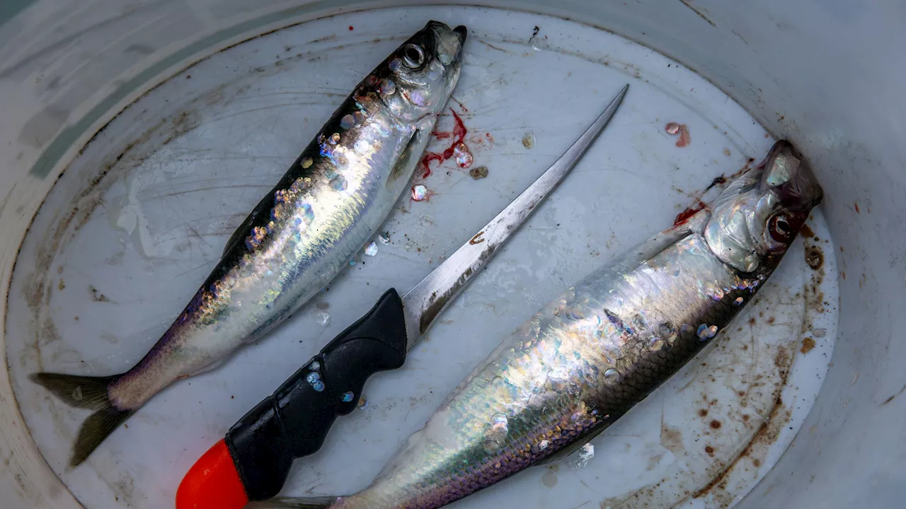  Wird Fisch teurer? Neue Vorgaben für Ostsee-Fischer