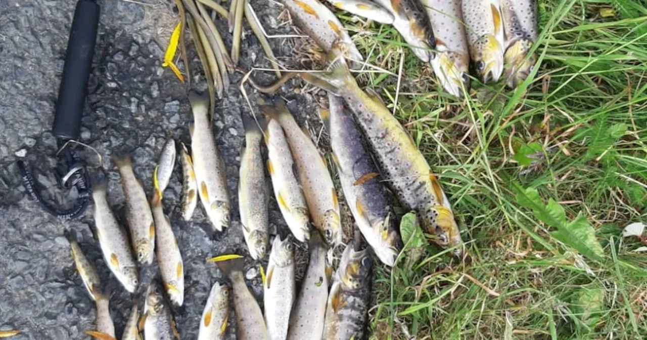 Agriculture most significant cause of fish kills over five decades, study finds