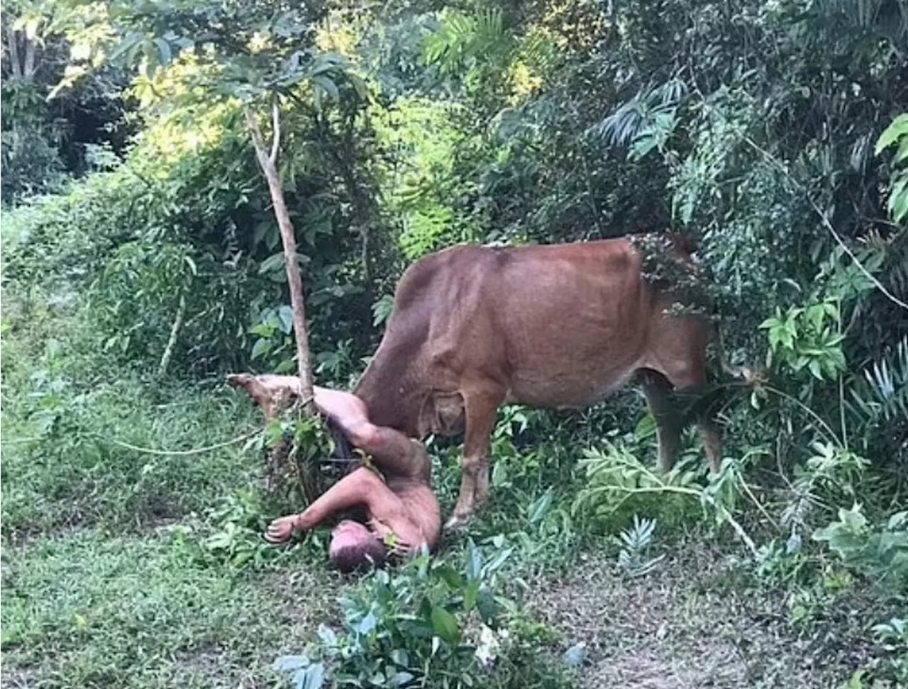 Russo flagrado tentando abusar de vaca na Tailândia deve ser convocado para a guerra por Putin