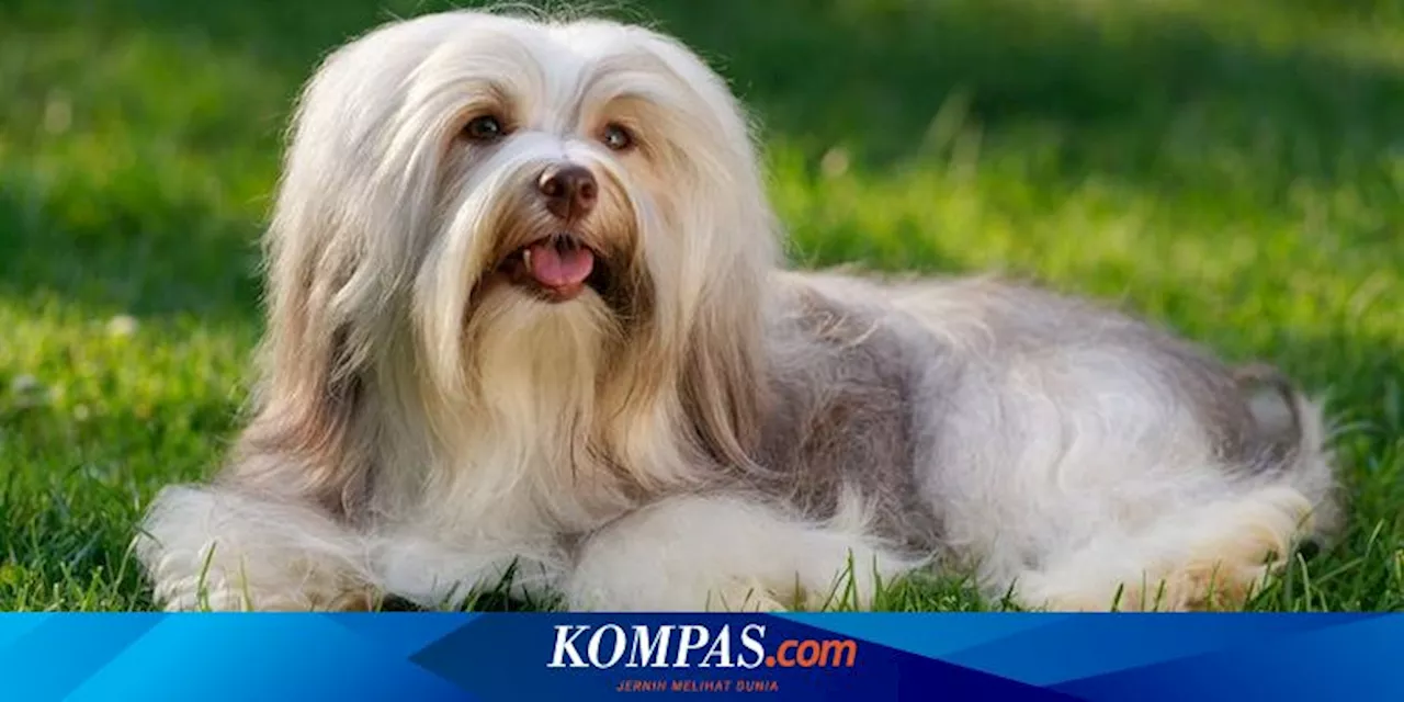 6 Ras Anjing Asal Amerika Latin, dari Penjaga sampai Pemburu