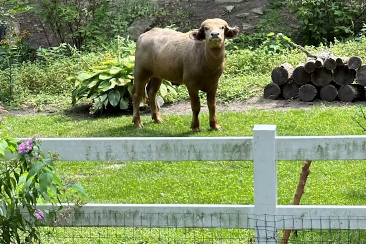 Water buffalo corralled days after it escaped in Iowa suburb and was shot by police