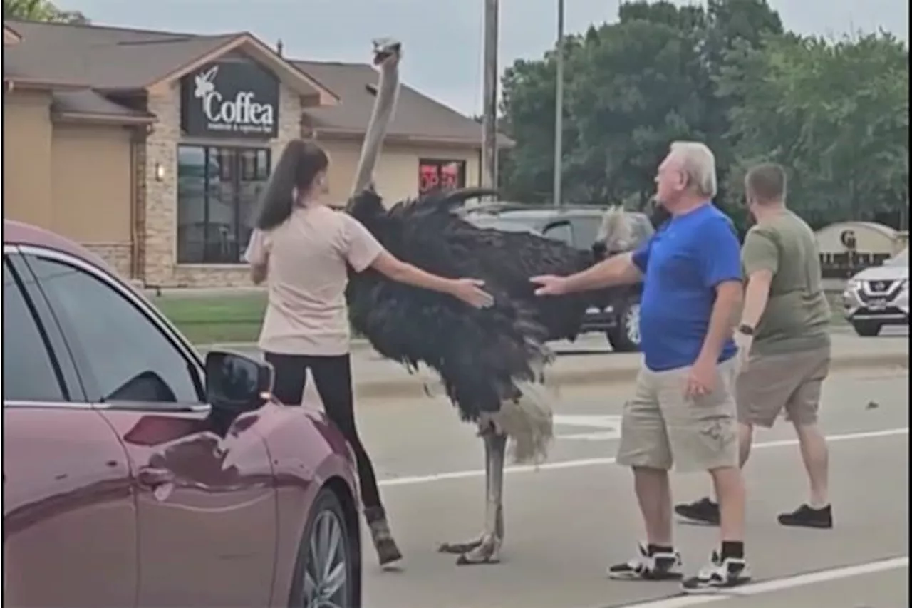 Errant ostrich brings traffic to a halt in South Dakota after escaping from a trailer