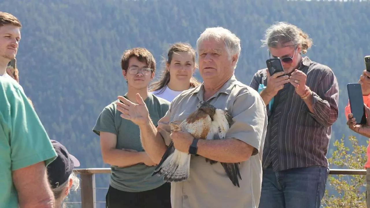 2 rehabilitated Swainson's hawks released into the wild near Cedar City