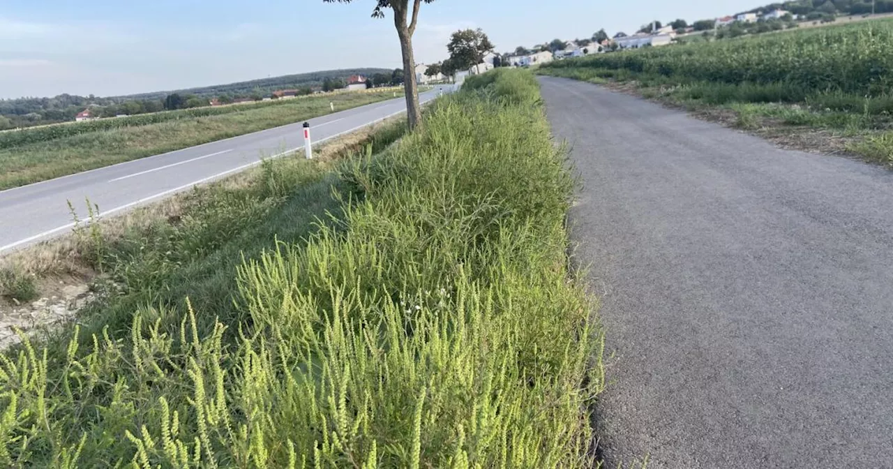 Gesetz ohne Sanktionen: Ragweed-Plage auf Landesstraßen