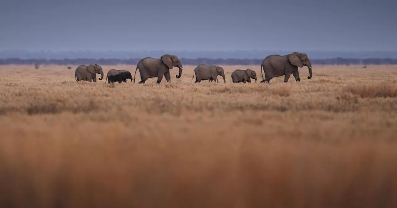 Wann ist der beste Zeitpunkt für eine Safari in Afrika?