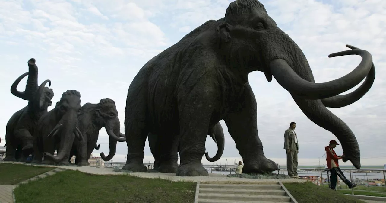 How bringing back the woolly mammoth could save species that still walk the Earth