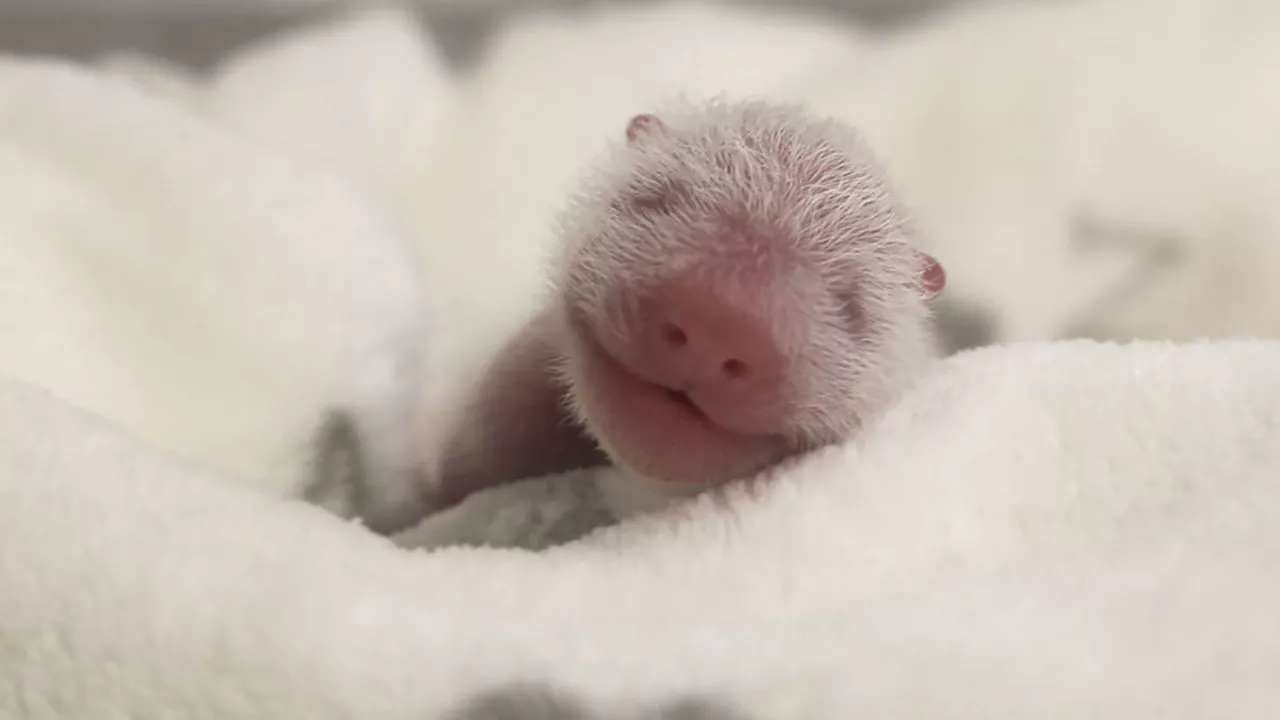 Germany’s newest panda twins thrive during early days in Berlin Zoo