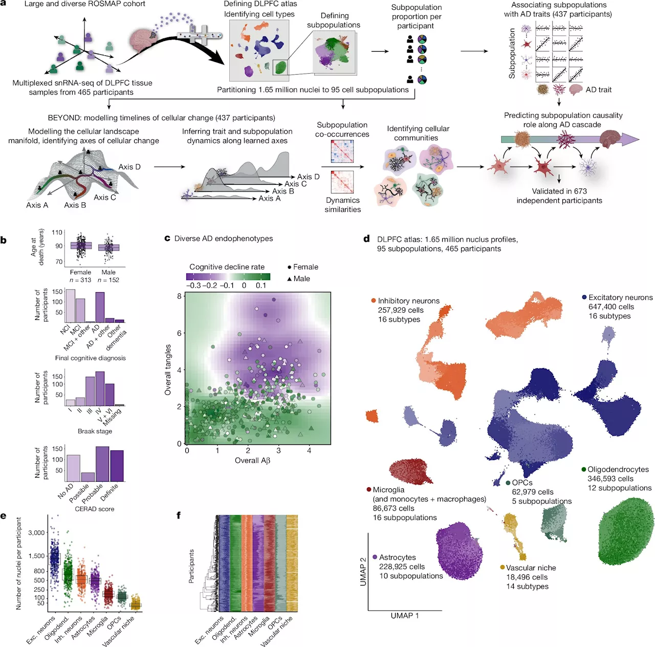 A cellular community in the brain drives Alzheimer's disease, large-scale analysis reveals