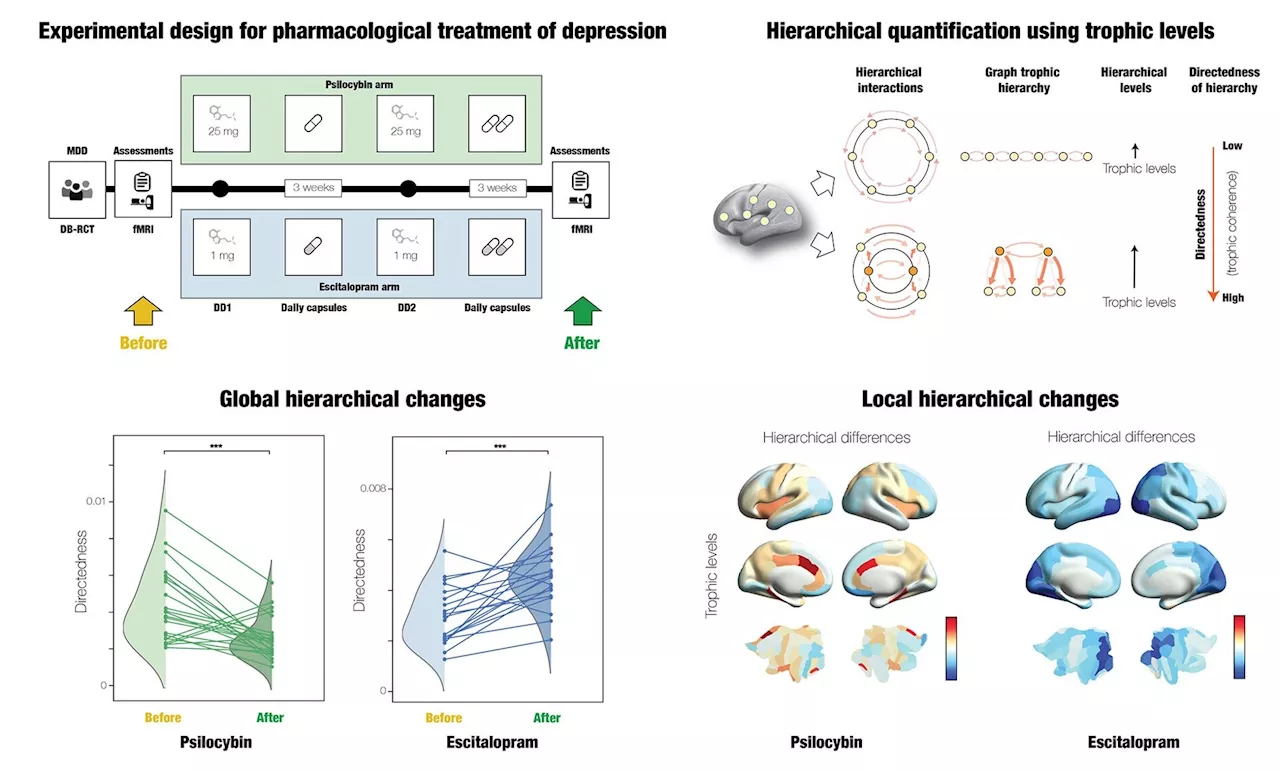 Treating depression with psilocybin or escitalopram found to result in different hierarchical brain reconfigurations