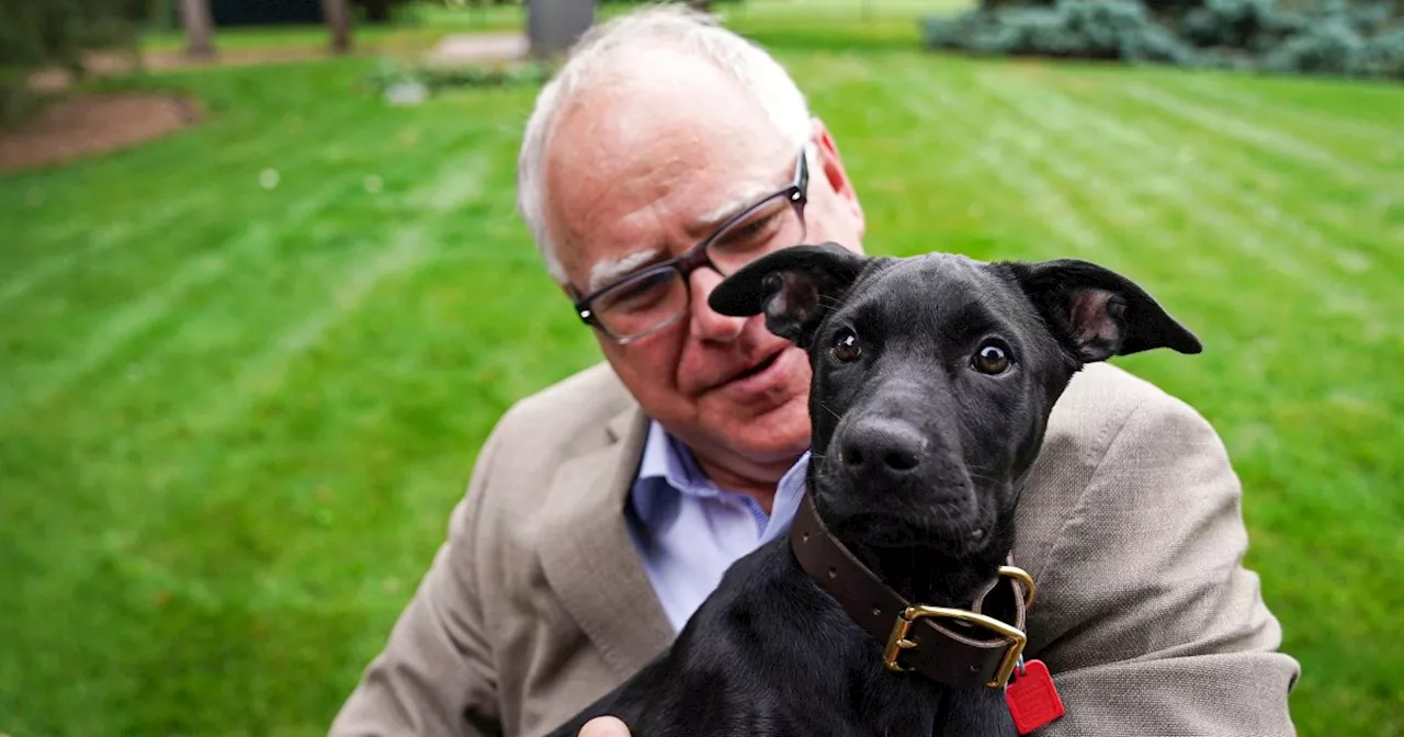 Republicans' latest attack line against Tim Walz: His dog?