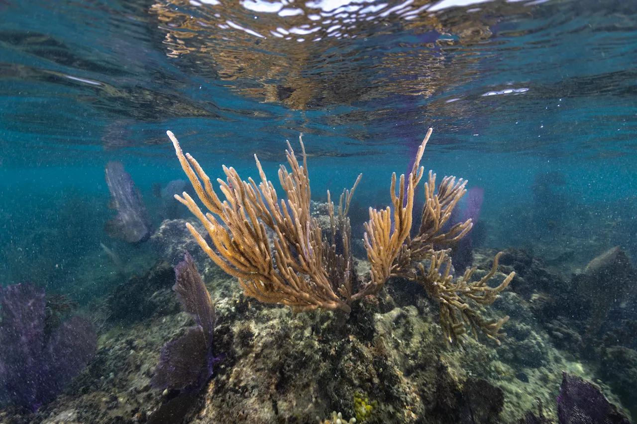 NASA Project in Puerto Rico Trains Students in Marine Biology