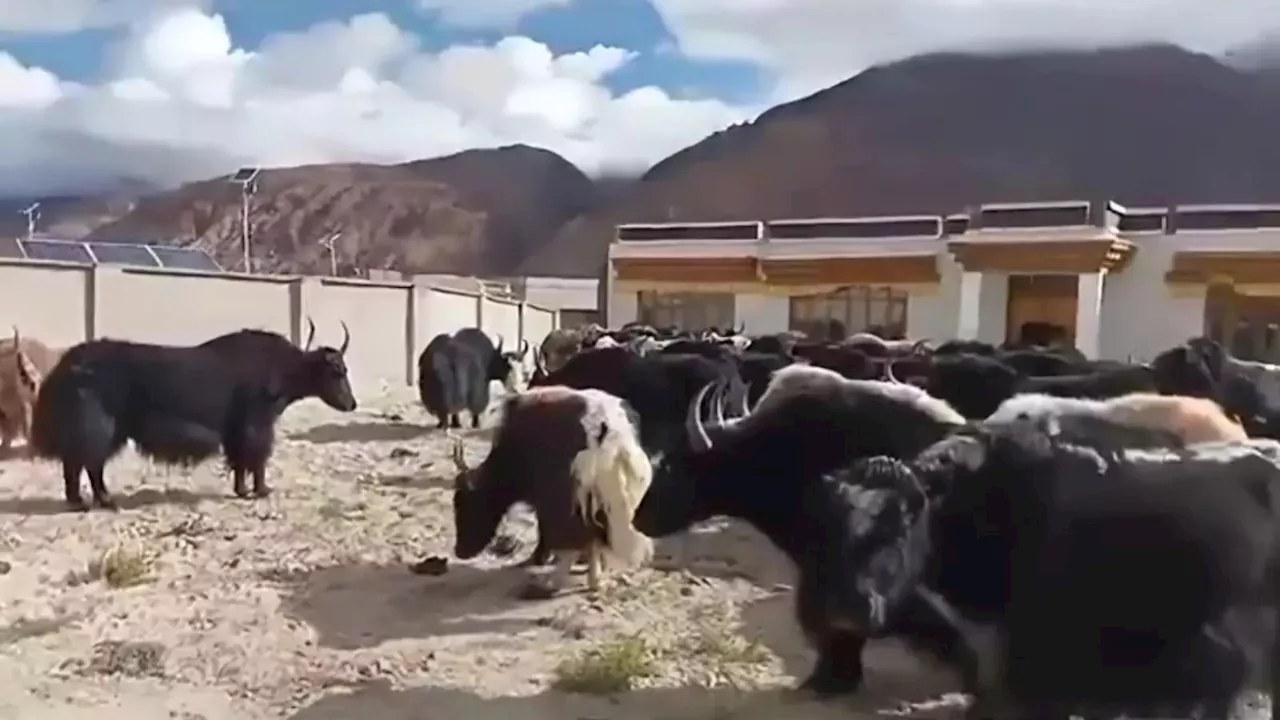 LAC पार कर भारत आ गए थे चीनी याक, इंडियन आर्मी ने कहा- बार-बार ऐसा नहीं होना चाहिए