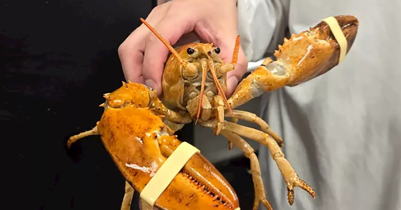 Ultra-rare orange lobster named Clementine rescued from New York grocery store