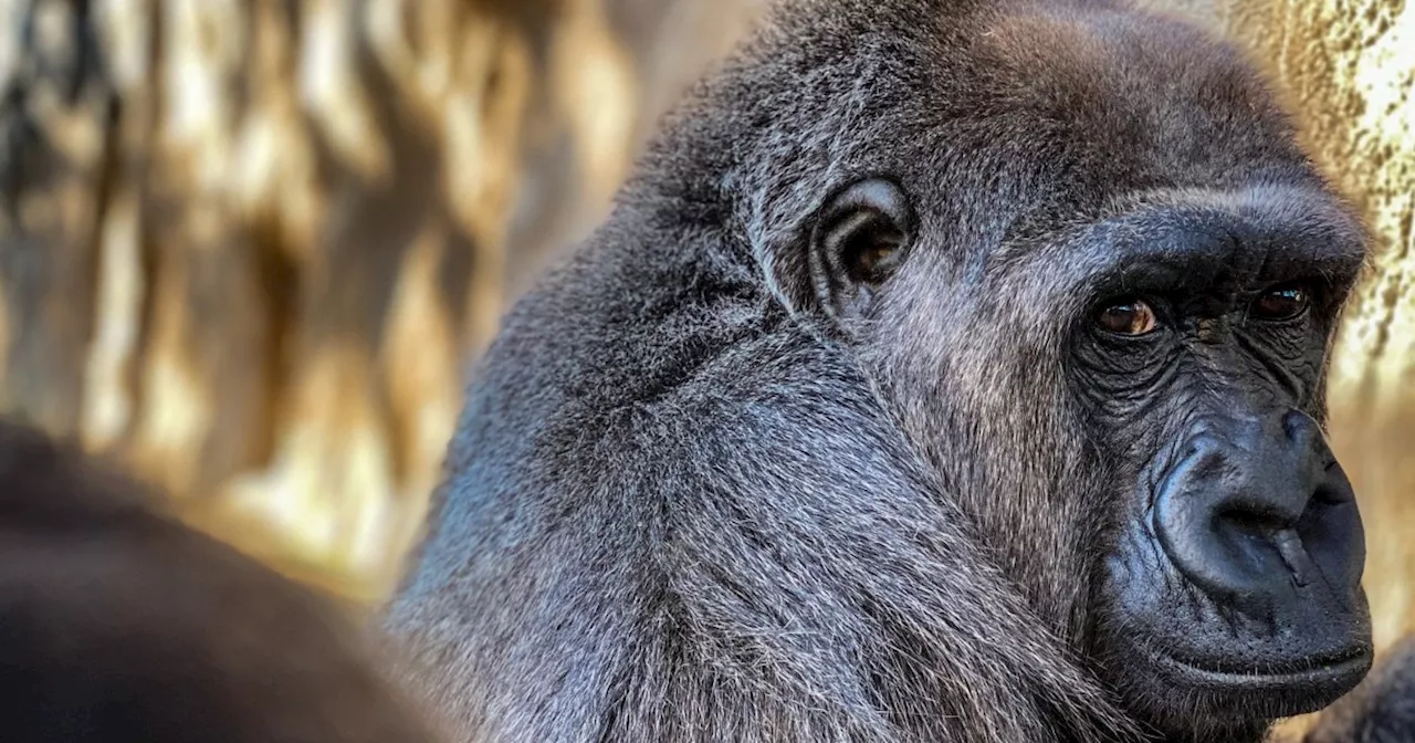 Three apes at Jacksonville Zoo die from a shigella infection