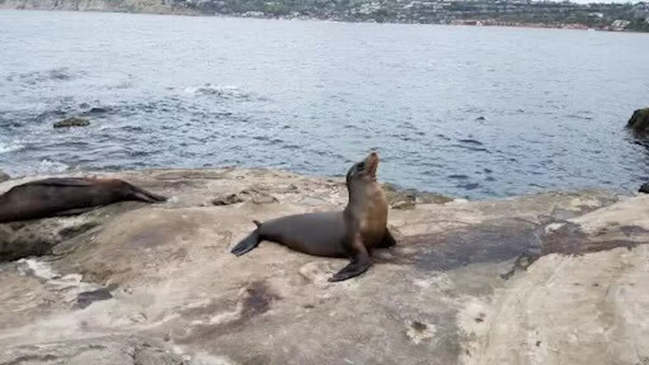 Some San Diego sea lions sickened by brain-altering toxin from algae bloom off Central California coast