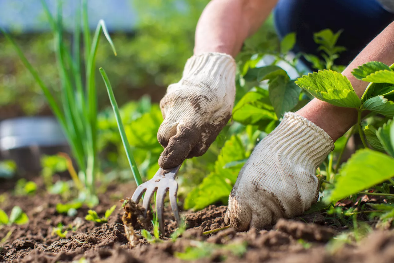 Bye-bye weeds, here's a 100% natural trick to eradicate them from your garden