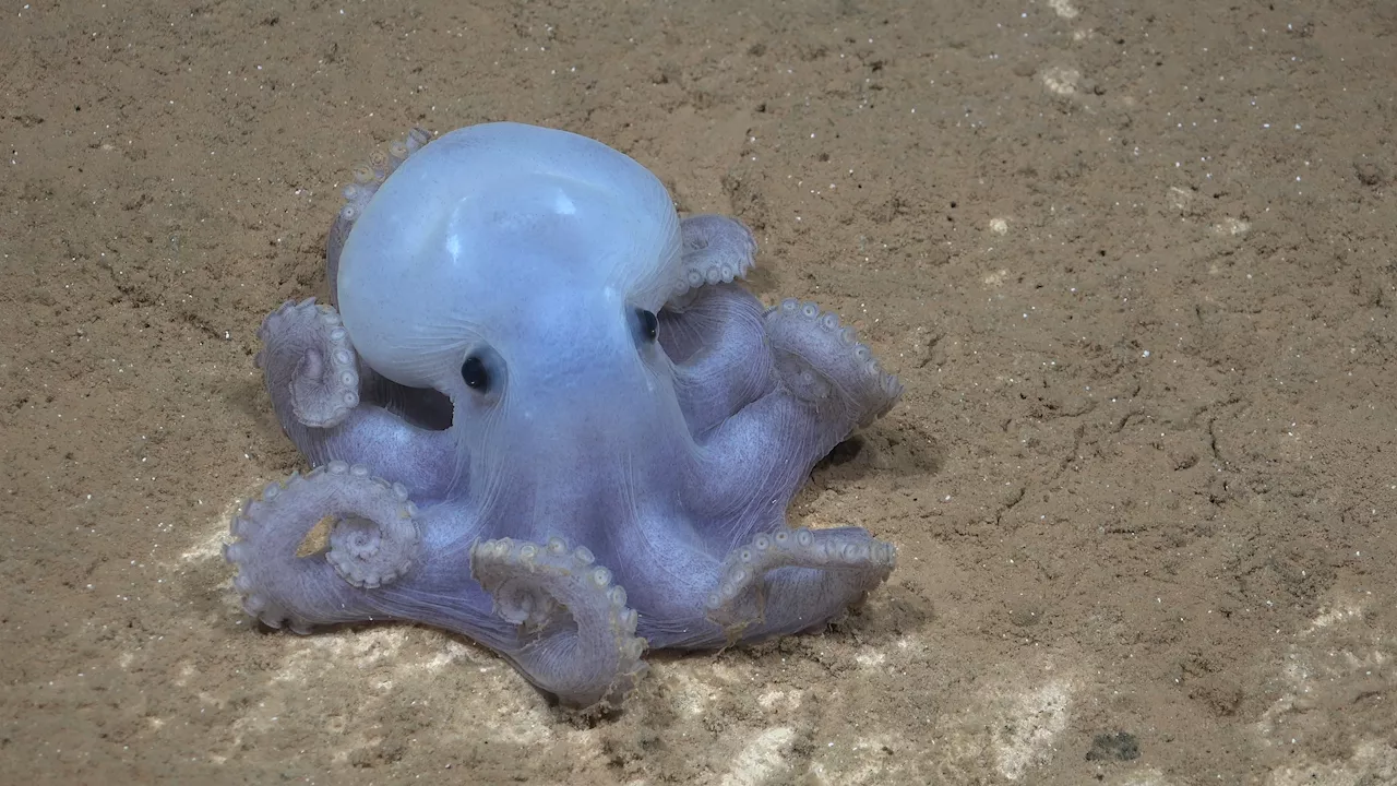 Adorable Octopus So Rare It Doesn't Have a Name Among New Seamount Images