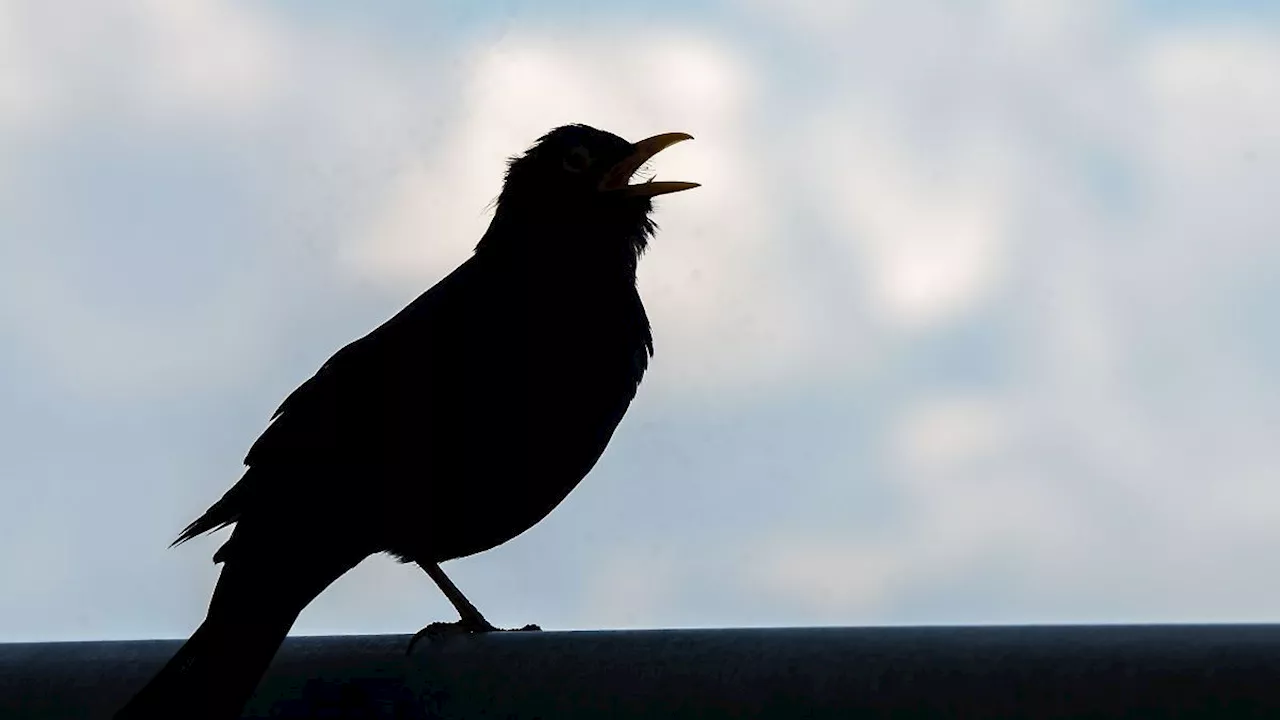 Rheinland-Pfalz & Saarland: Saar-Naturschutzbund bittet um Meldungen zu Amseln