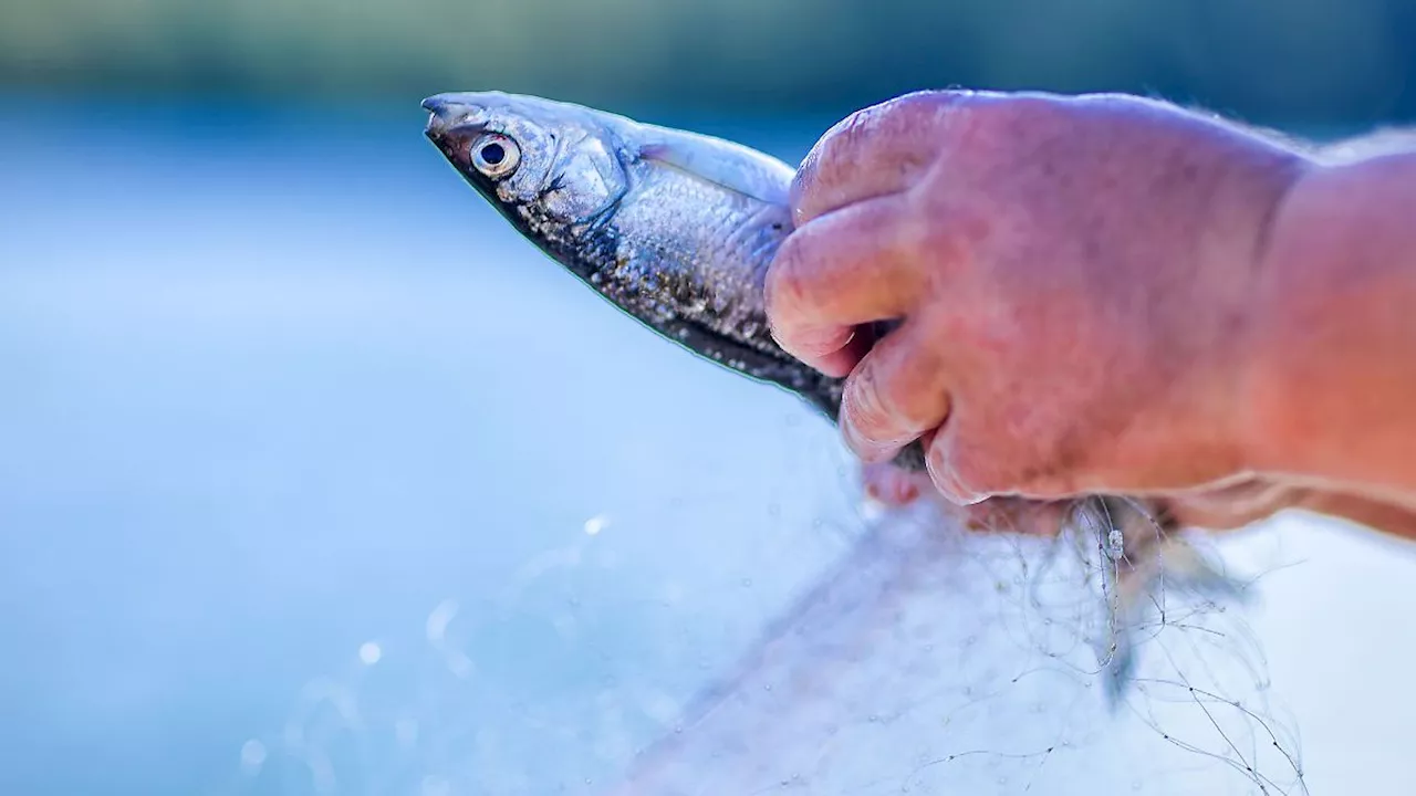 Sachsen-Anhalt: Fischsterben im Arendsee: Sauerstoffmangel möglicher Grund