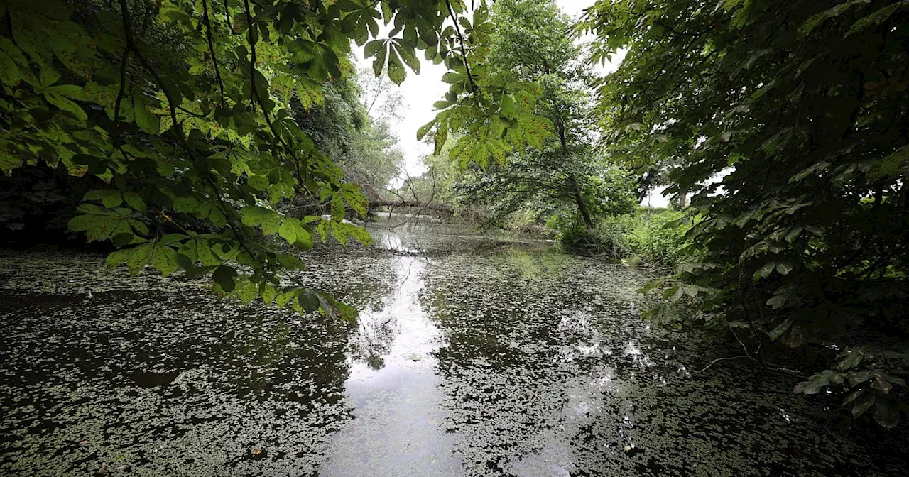 Keine künstliche Aue: Umbaupläne zum Bad Oeynhausener Werreauenpark reduziert