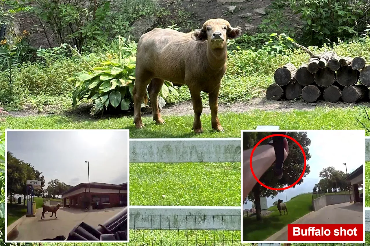 Aggressive water buffalo on the run in Iowa town after escaping police stand-off, being shot