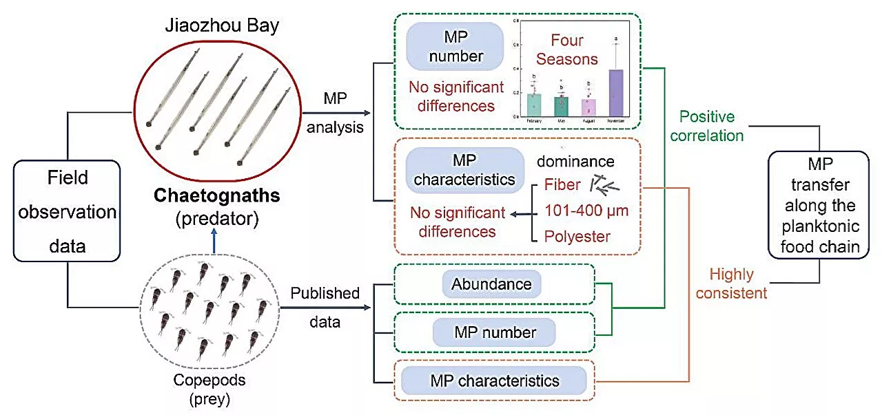 Field observations reveal microplastic transfer in marine planktonic food chains