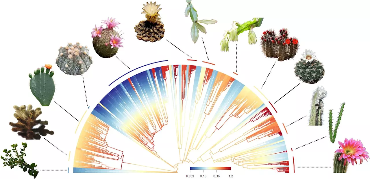 From smooth and button-size to spiky and giant-size, why are cacti so diverse?