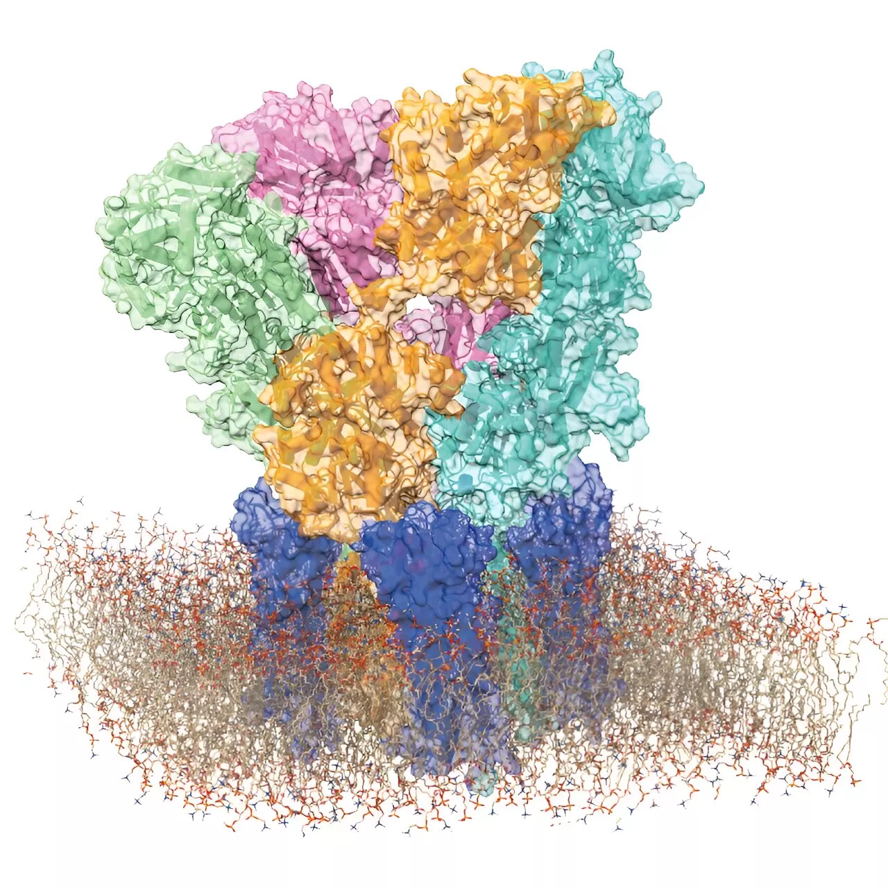 High-speed atomic force microscopy reveals dynamic behavior of brain receptors