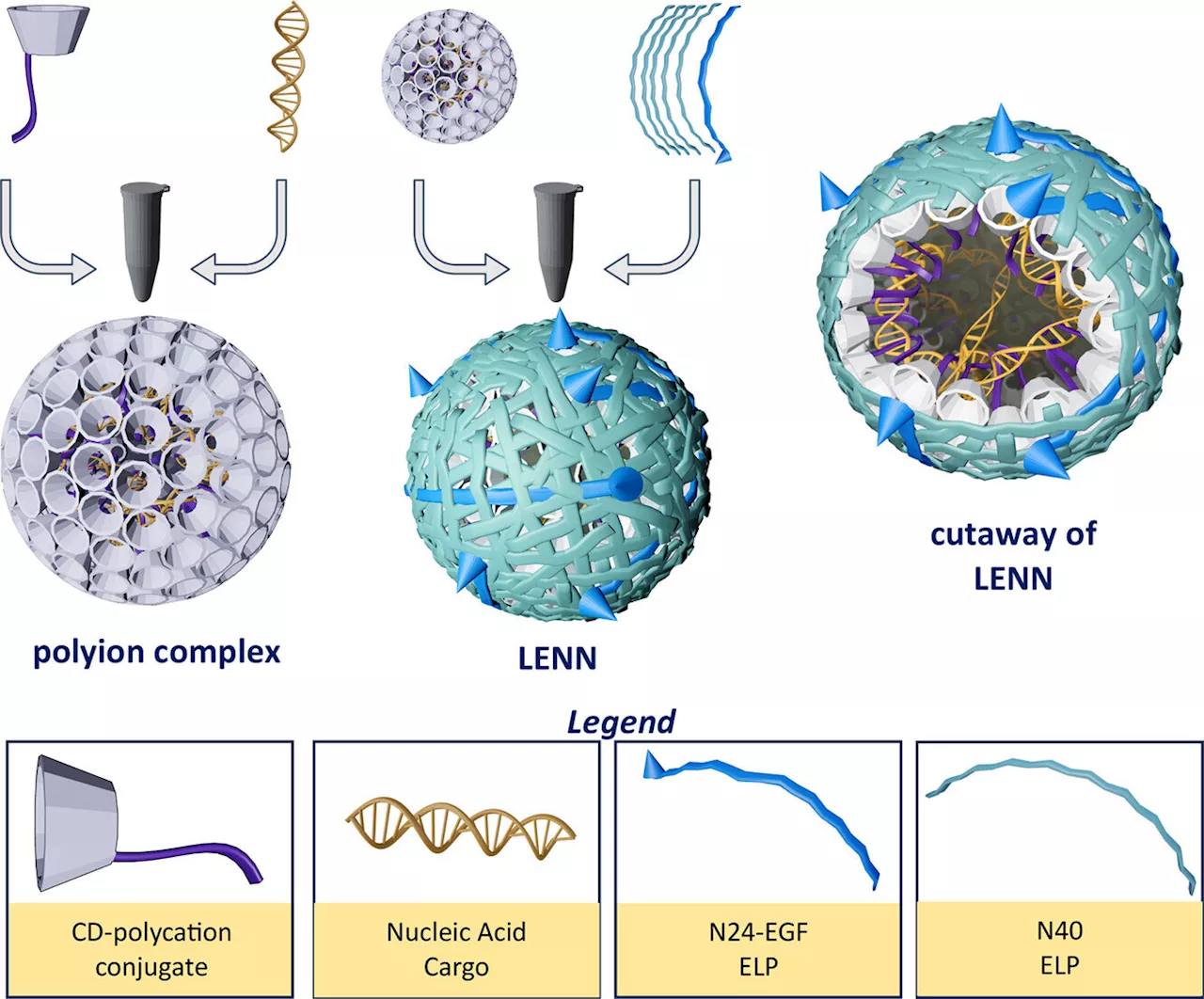 Researchers take inspiration from viruses to improve delivery of nucleic acid-based therapies to cancer cells