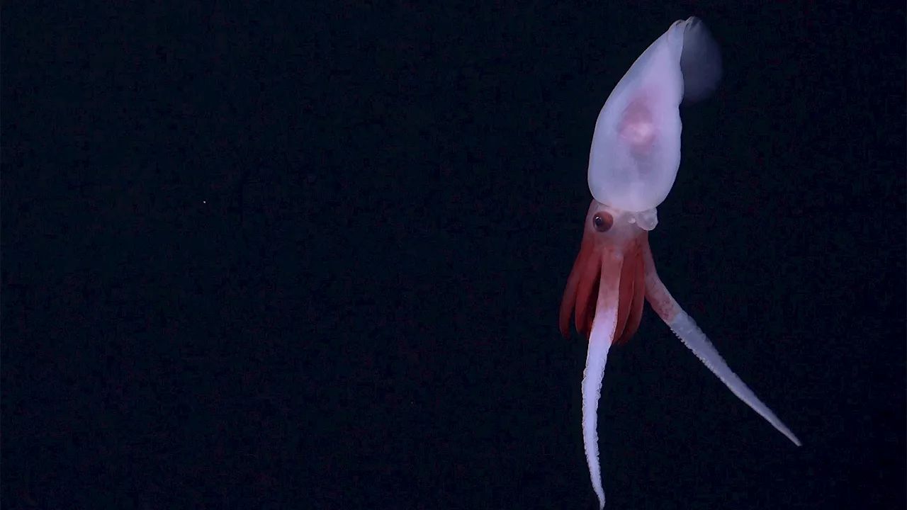 New images of deep sea wonders are surprisingly adorable