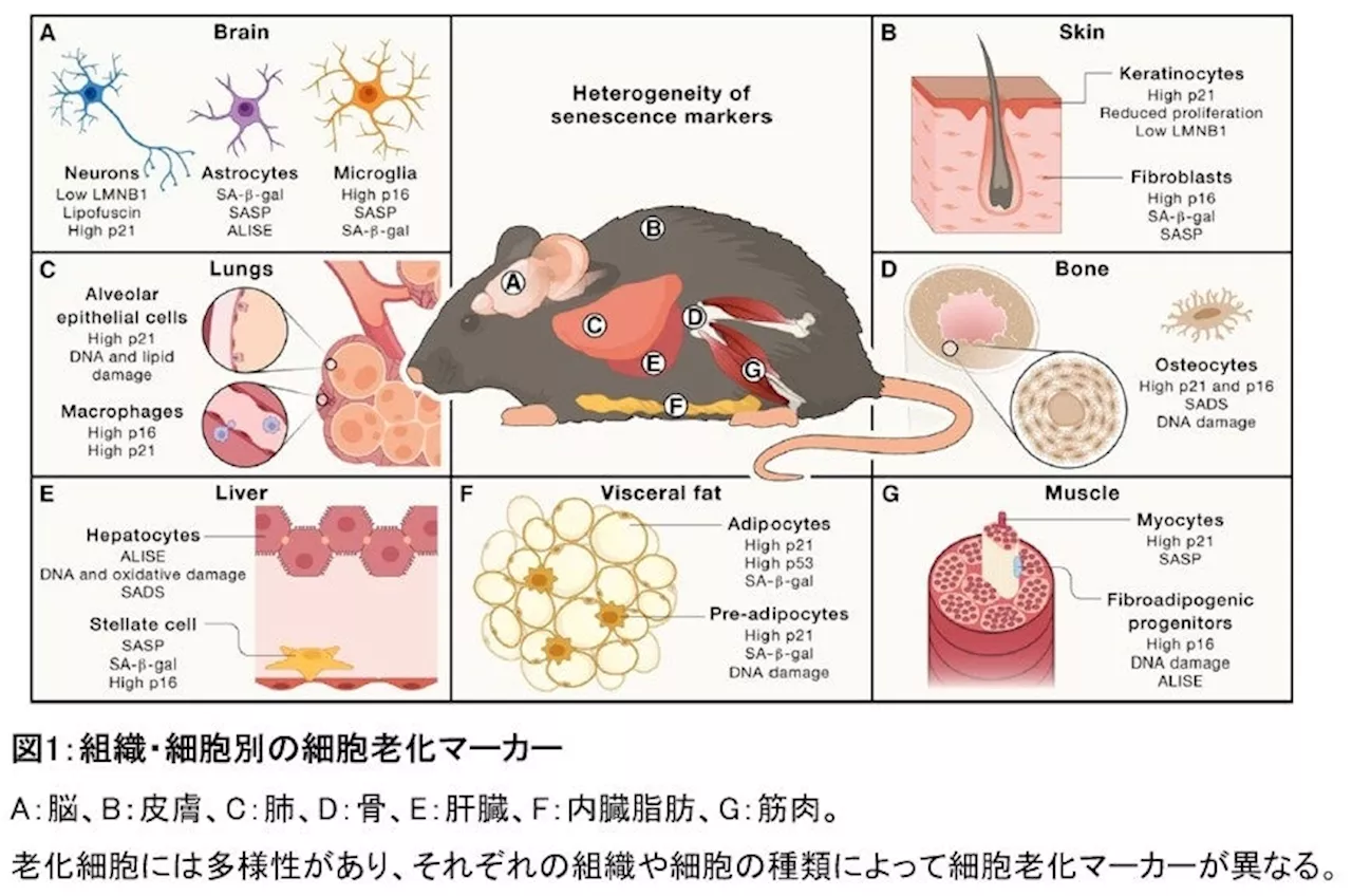 細胞老化研究のためのガイドラインを作成