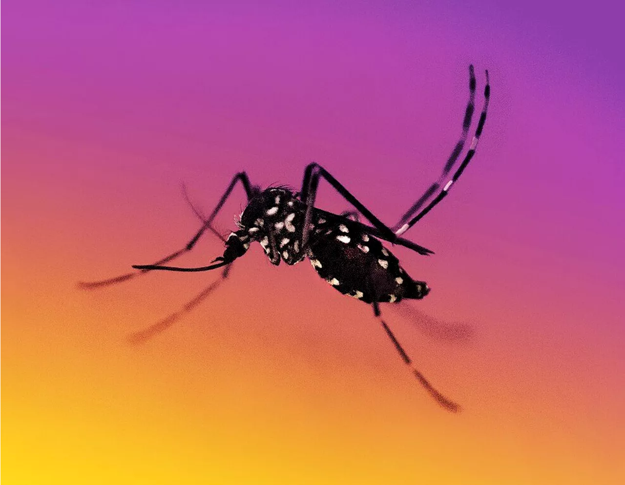 Iloilo City declares state of calamity due to spike in dengue cases