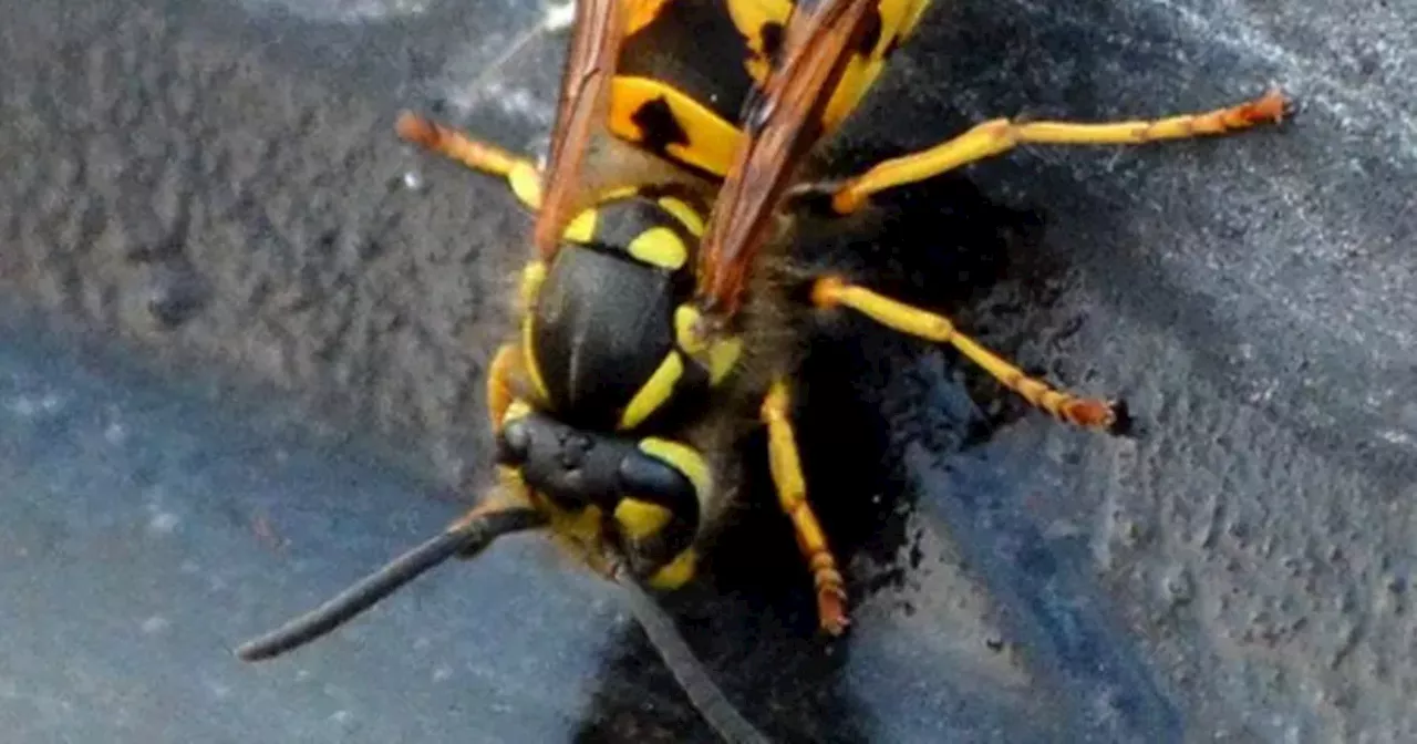 The simple 50 cent trick to keep flies and wasps from coming in your windows