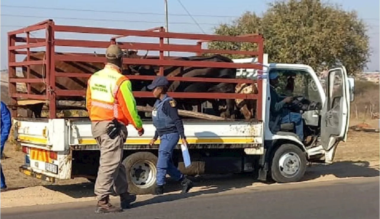 Suspects linked to livestock theft in KZN killed in police shootout - SABC News