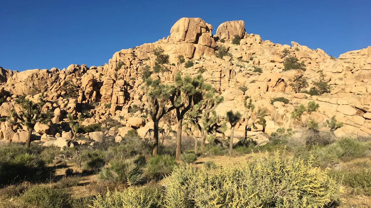 Swarms of Bees Lead to Extreme Measures at Joshua Tree National Park